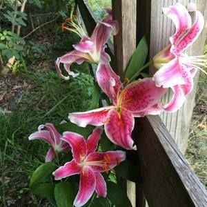 Meet your Posher, Marlene